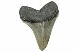 Serrated, Fossil Megalodon Tooth - North Carolina #344065-1